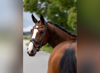 Cheval de sport suisse, Jument, 7 Ans, 168 cm, Bai