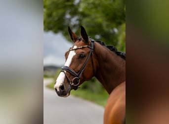 Cheval de sport suisse, Jument, 7 Ans, 168 cm, Bai
