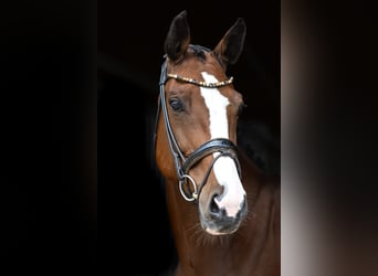 Cheval de sport suisse, Jument, 7 Ans, 168 cm, Bai