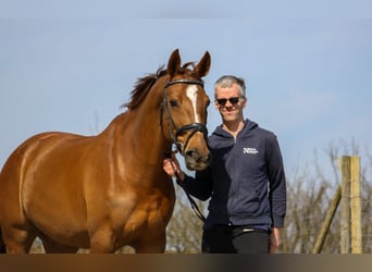 Cheval de sport suisse, Jument, 7 Ans, 174 cm, Alezan