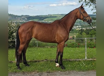Cheval de sport suisse, Jument, 8 Ans, 162 cm, Bai