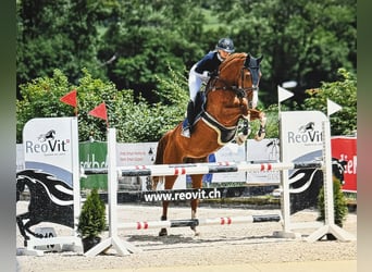 Cheval de sport suisse, Jument, 9 Ans, 168 cm, Alezan