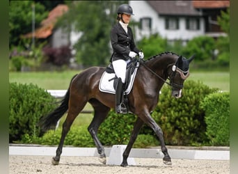 Cheval de sport suisse, Jument, 9 Ans, 168 cm, Bai brun