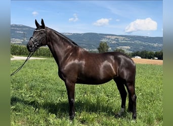 Cheval de sport suisse, Jument, 9 Ans, 172 cm, Bai brun