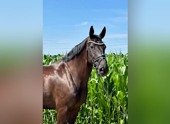 Cheval de sport suisse, Jument, 9 Ans, 172 cm, Bai brun