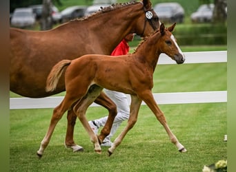 Cheval de sport suisse, Jument, Poulain (05/2024), Alezan