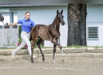 Cheval de sport suisse, Jument, Poulain (05/2024)