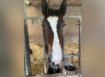 Cheval de trait, Étalon, 1 Année, Bai