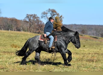 Cheval de trait Croisé, Étalon, 4 Ans, 165 cm, Rouan Bleu
