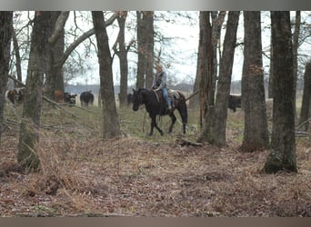Cheval de trait Croisé, Hongre, 10 Ans, 145 cm, Noir