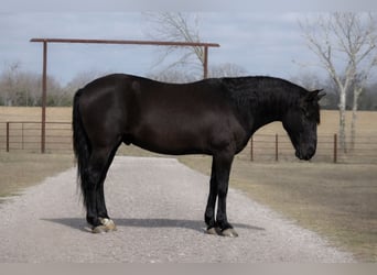 Cheval de trait Croisé, Hongre, 10 Ans, 145 cm, Noir