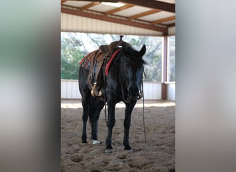 Cheval de trait Croisé, Hongre, 10 Ans, 145 cm