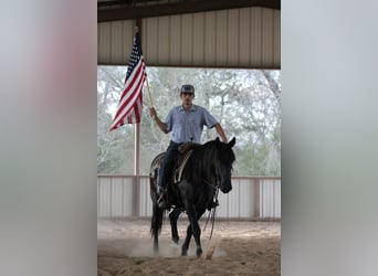 Cheval de trait Croisé, Hongre, 10 Ans, 145 cm