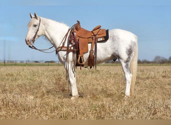 Cheval de trait, Hongre, 10 Ans, 150 cm, Gris