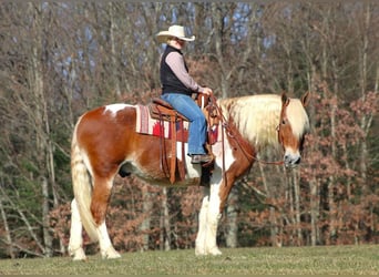 Cheval de trait Croisé, Hongre, 10 Ans, 155 cm, Pinto