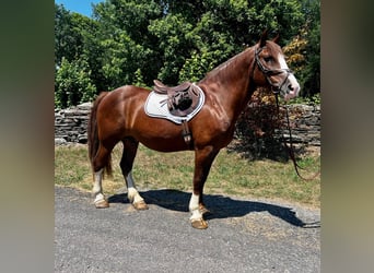 Cheval de trait, Hongre, 10 Ans, 157 cm, Alezan cuivré