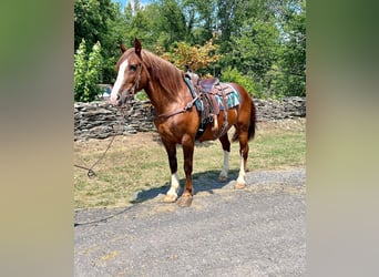 Cheval de trait, Hongre, 10 Ans, 157 cm, Alezan cuivré