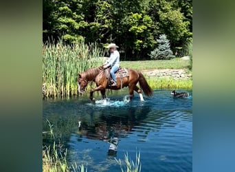 Cheval de trait, Hongre, 10 Ans, 157 cm, Alezan cuivré