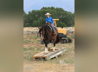 Cheval de trait Croisé, Hongre, 10 Ans, 157 cm, Bai cerise