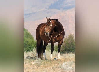 Cheval de trait Croisé, Hongre, 10 Ans, 157 cm, Bai cerise