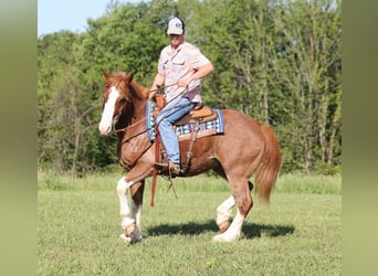 Cheval de trait, Hongre, 10 Ans, 160 cm, Alezan cuivré