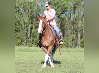 Cheval de trait, Hongre, 10 Ans, 160 cm, Alezan cuivré