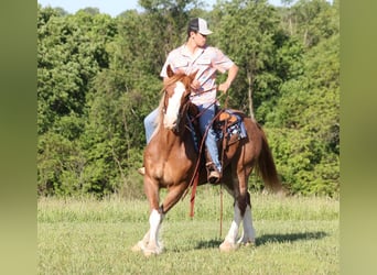 Cheval de trait, Hongre, 10 Ans, 160 cm, Alezan cuivré