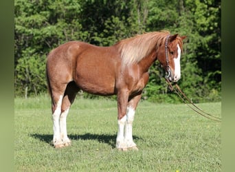 Cheval de trait, Hongre, 10 Ans, 160 cm, Alezan cuivré