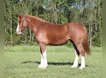 Cheval de trait, Hongre, 10 Ans, 160 cm, Alezan cuivré