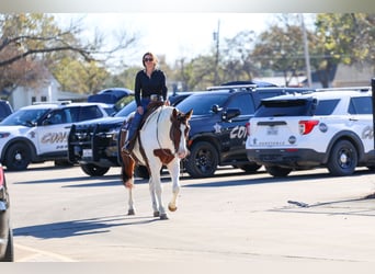 Cheval de trait Croisé, Hongre, 10 Ans, 160 cm, Pinto
