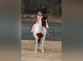 Cheval de trait Croisé, Hongre, 10 Ans, 160 cm, Pinto