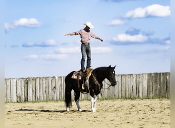 Cheval de trait Croisé, Hongre, 10 Ans, 163 cm, Noir