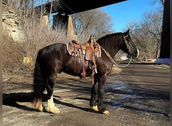 Cheval de trait, Hongre, 10 Ans, 163 cm, Noir