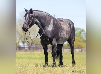 Cheval de trait, Hongre, 10 Ans, 163 cm, Rouan Bleu