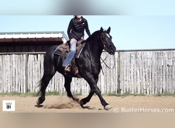 Cheval de trait, Hongre, 10 Ans, 163 cm, Rouan Bleu