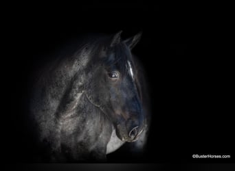 Cheval de trait, Hongre, 10 Ans, 163 cm, Rouan Bleu