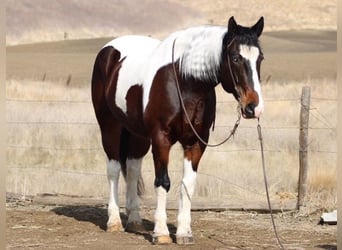 Cheval de trait, Hongre, 10 Ans, 163 cm, Tobiano-toutes couleurs