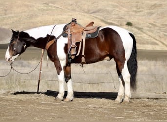 Cheval de trait, Hongre, 10 Ans, 163 cm, Tobiano-toutes couleurs