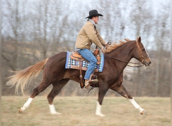 Cheval de trait, Hongre, 10 Ans, Alezan brûlé