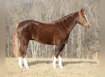 Cheval de trait, Hongre, 10 Ans, Alezan brûlé