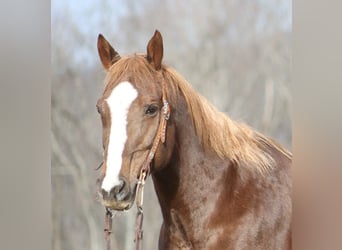 Cheval de trait, Hongre, 10 Ans, Alezan brûlé