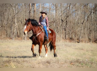 Cheval de trait, Hongre, 10 Ans, Bai cerise