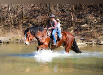 Cheval de trait, Hongre, 10 Ans, Bai cerise