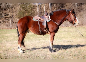 Cheval de trait, Hongre, 10 Ans, Bai cerise