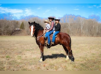 Cheval de trait, Hongre, 10 Ans, Bai cerise