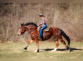 Cheval de trait, Hongre, 10 Ans, Bai cerise