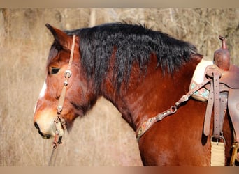 Cheval de trait, Hongre, 10 Ans, Bai cerise