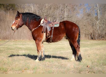 Cheval de trait, Hongre, 10 Ans, Bai cerise