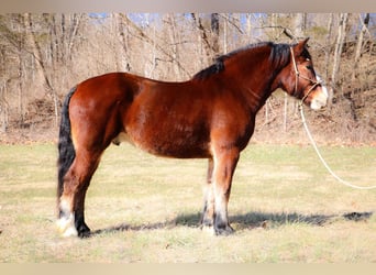 Cheval de trait, Hongre, 10 Ans, Bai cerise