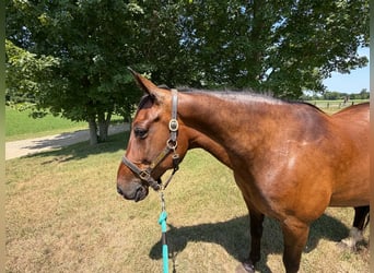 Cheval de trait, Hongre, 10 Ans, Bai cerise